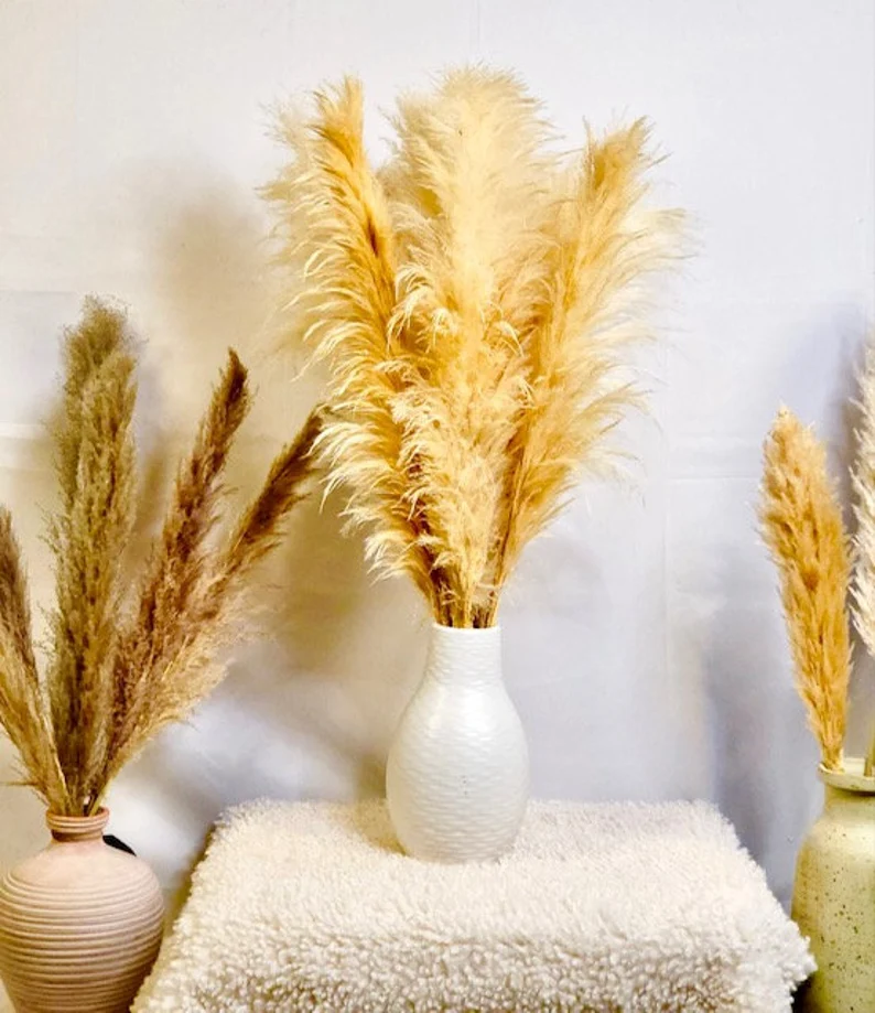 where-to-buy-pampas-grass-canada
