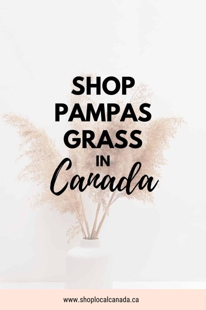 pampas-grass-canada