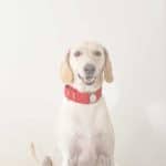 dog-collars-canada