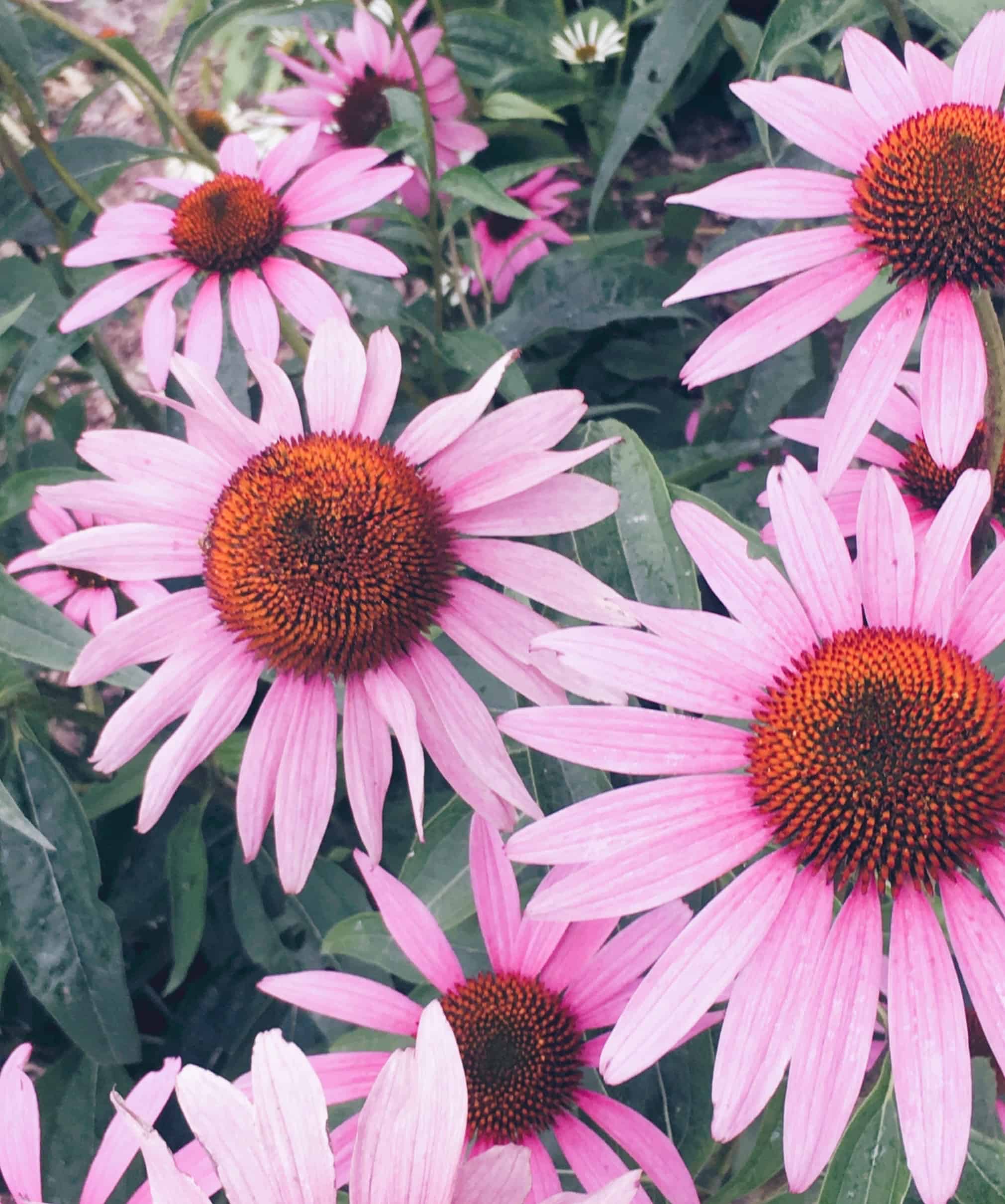 Gifts for flower lovers shop local canada