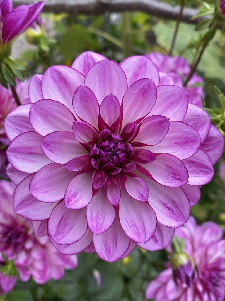 Charlottetown Flower Shops