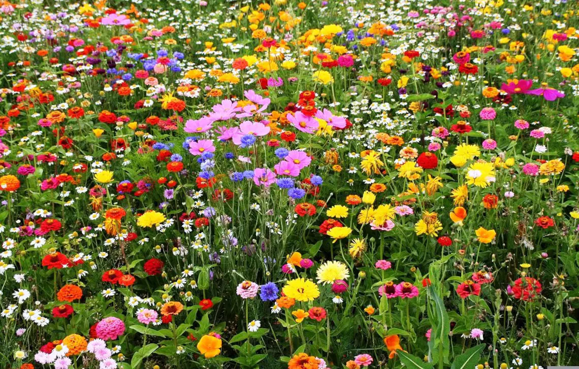 wildflower-seeds-canada