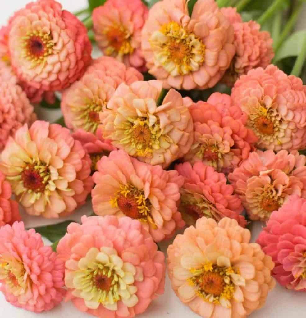 flower-seed-companies-canada