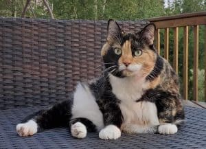 gifts-for-cat-lovers-canada