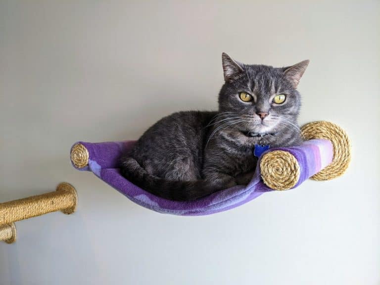 cat-furniture-canada
