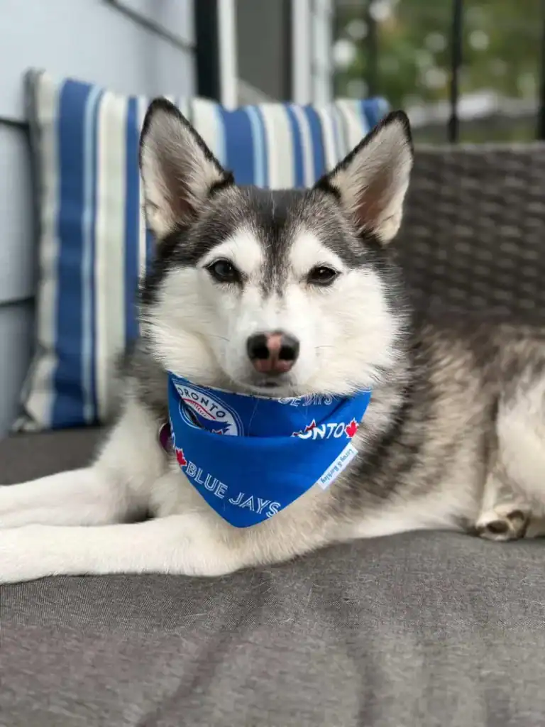 blue-jays-dog-bandana