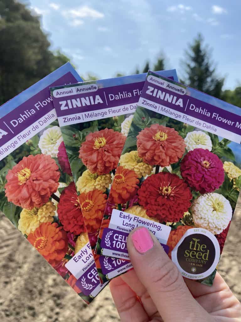 zinnia-flower-seeds-canada